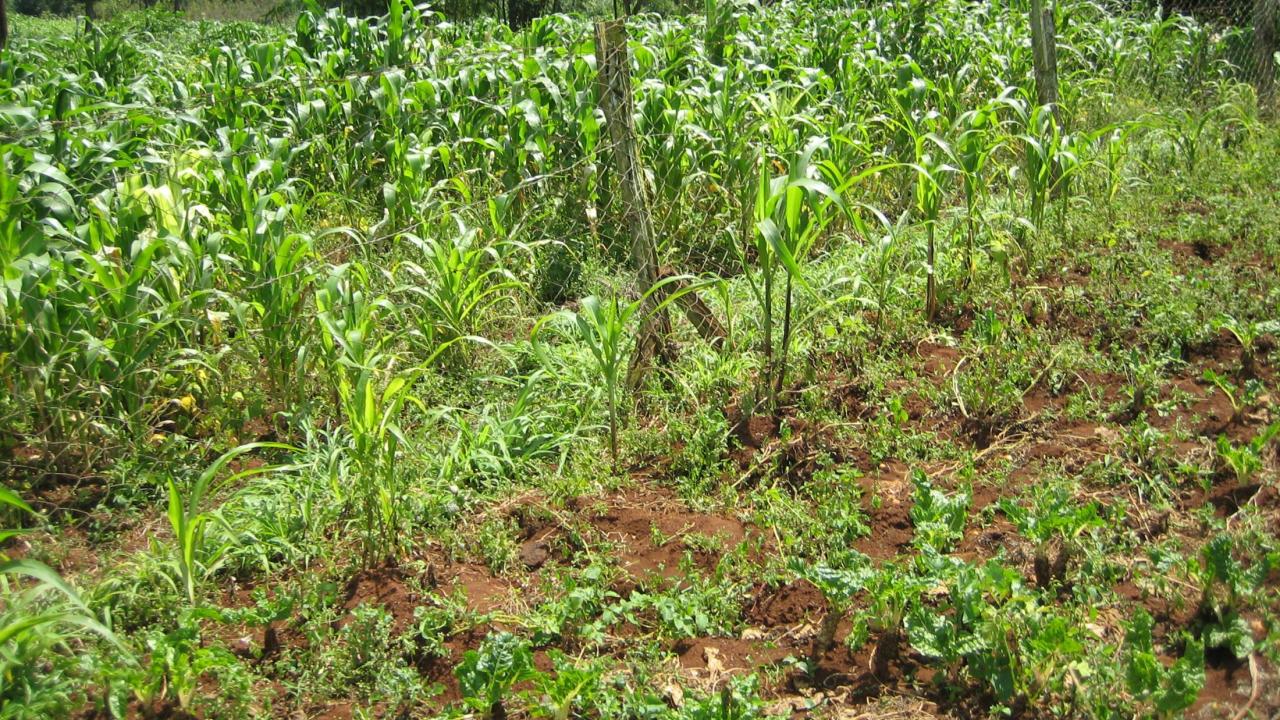 Soil Testing for Soil Acidity Management on Smallholder Farms in Kenya